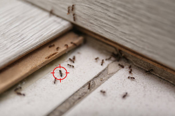 Best Pest Removal Services  in Hart, MI