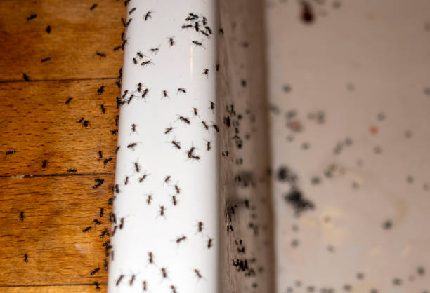 Hart, MI Pest Control Company