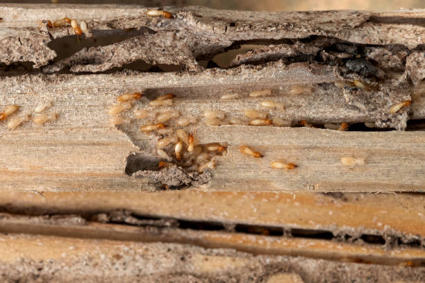 Insect Control in Hart, MI