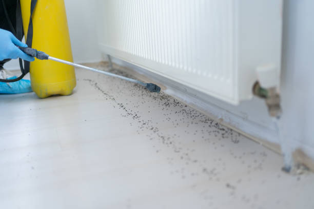 Best Spider Control Near Me  in Hart, MI
